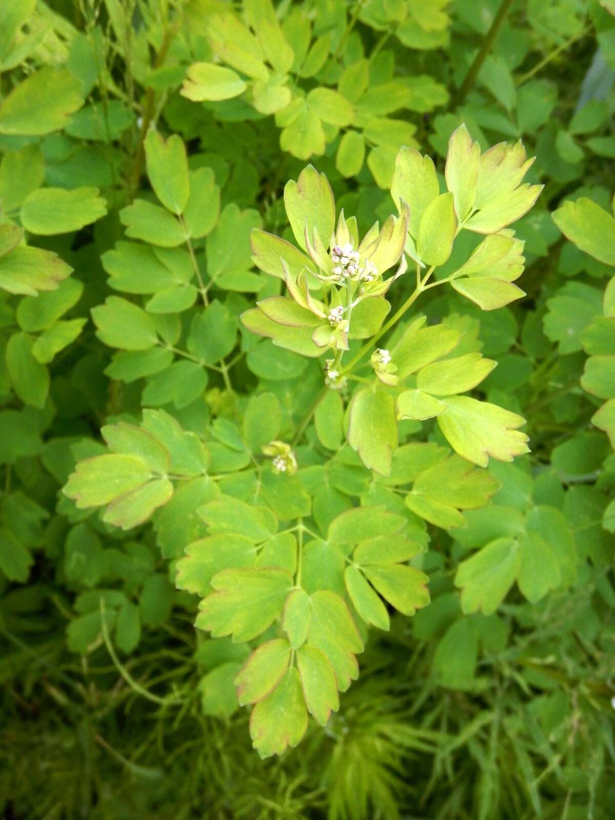 Image of lesser meadow-rue