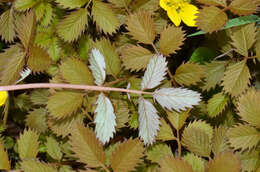 Image of Argentina anserinoides (Raoul) J. Holub