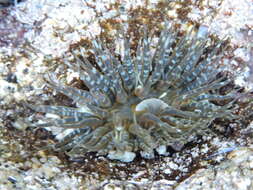 Image of Anthopleura dowii Verrill 1869