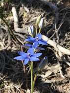 Image de Thelymitra crinita Lindl.