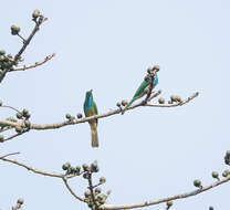 Image of Bearded Bee-eaters