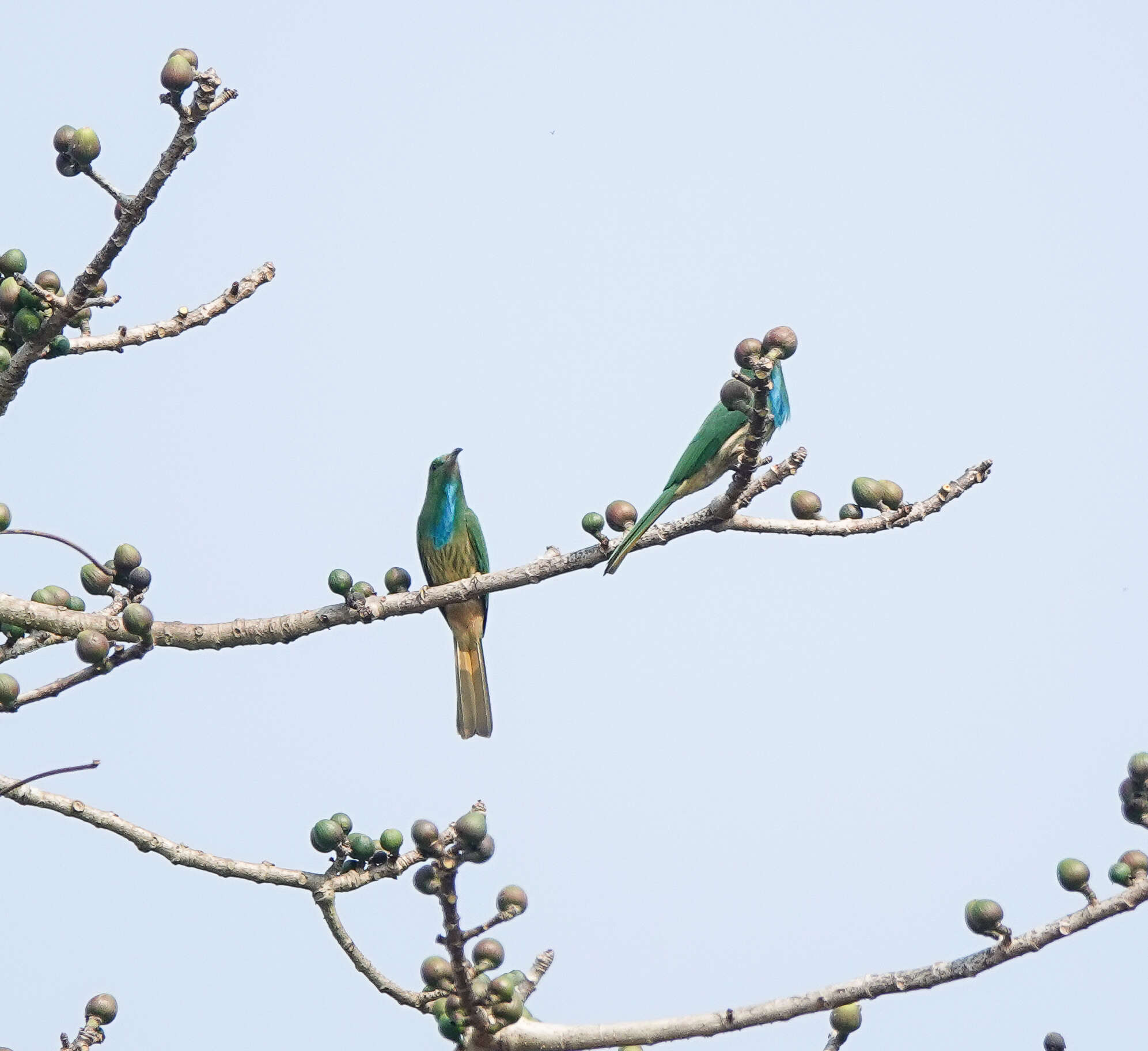 Image of Bearded Bee-eaters