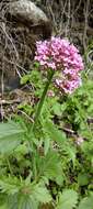 Image of Centranthus macrosiphon Boiss.