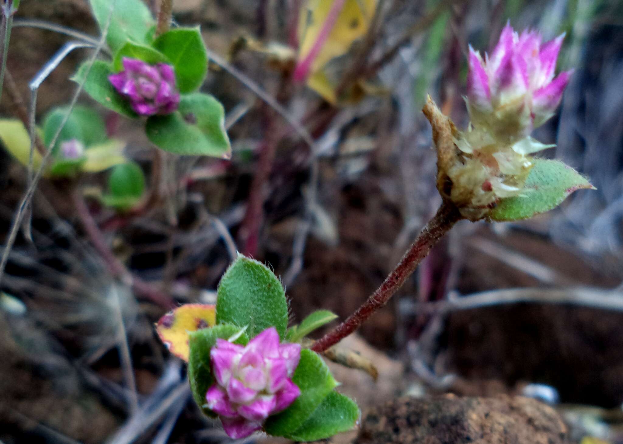 Image of Gomphrena pringlei Coult. & Fisch.