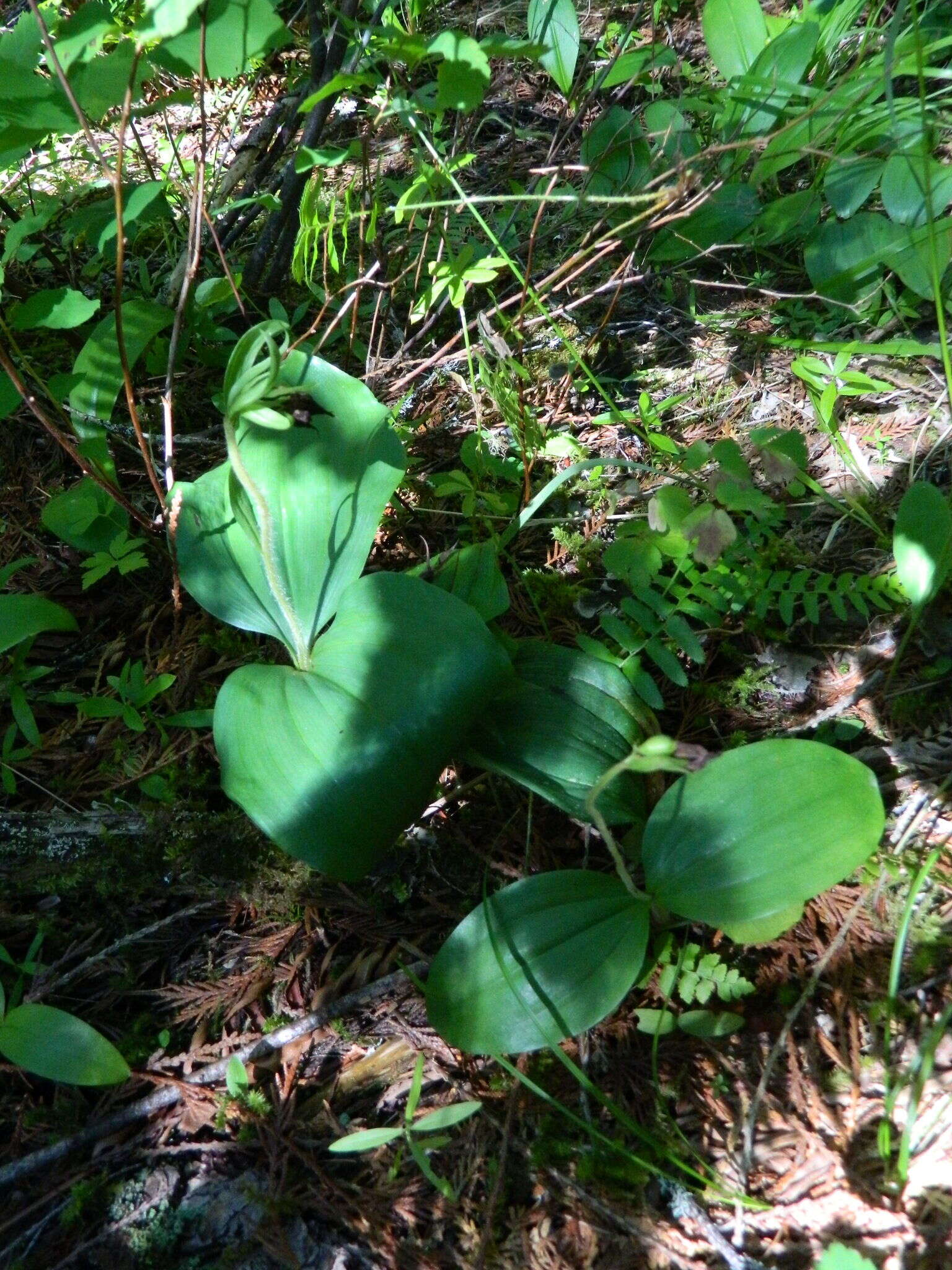 Image of Clustered lady's slipper