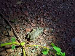 Image of Rhinella major (Müller & Hellmich 1936)