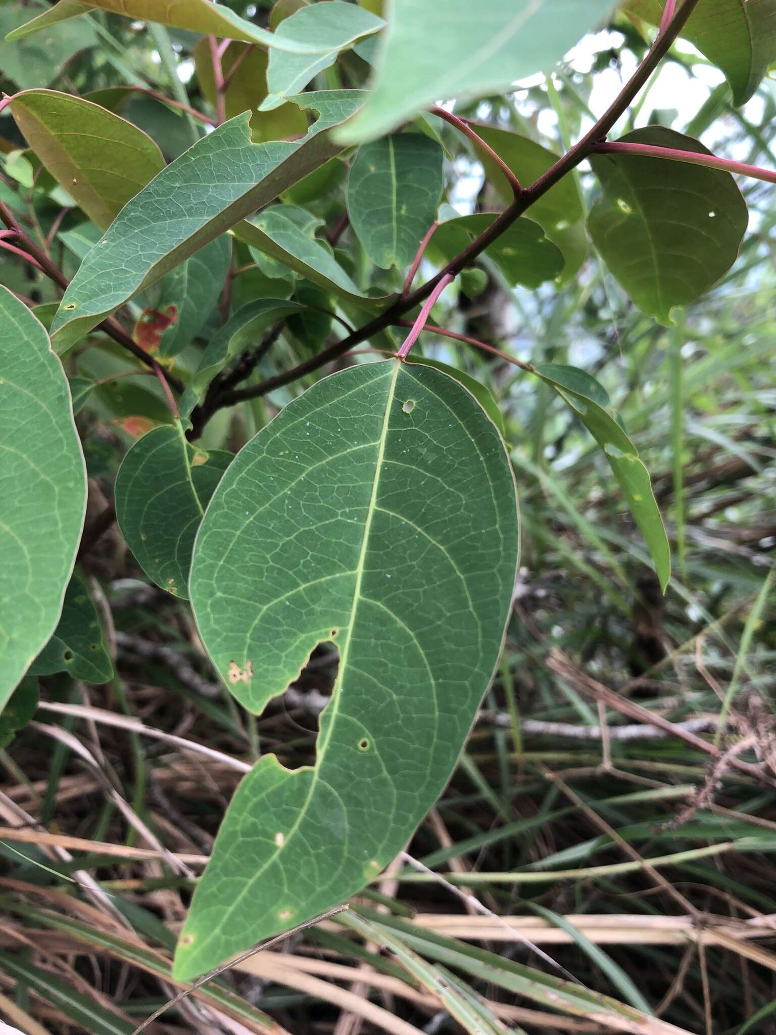 Image of Triadica cochinchinensis Lour.