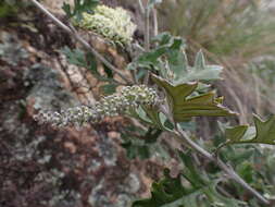 Image of Grevillea willisii R. V. Smith & Mc Gill.