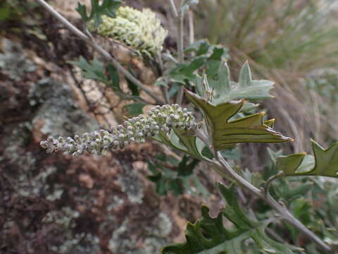 Image of Grevillea willisii R. V. Smith & Mc Gill.