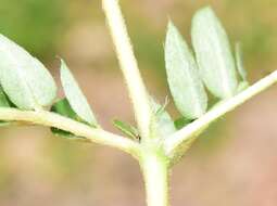 Image of big caltrop