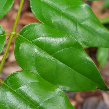 Image of Canthium malayense