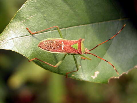 Image of Homoeocerus (Anacanthocoris) walkeri Kirby & W. F. 1892