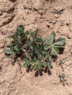 Image of Intermountain Indian breadroot