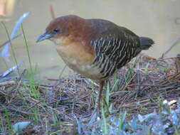 Imagem de Laterallus xenopterus Conover 1934