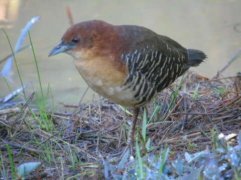 Image of Rufous-faced Crake