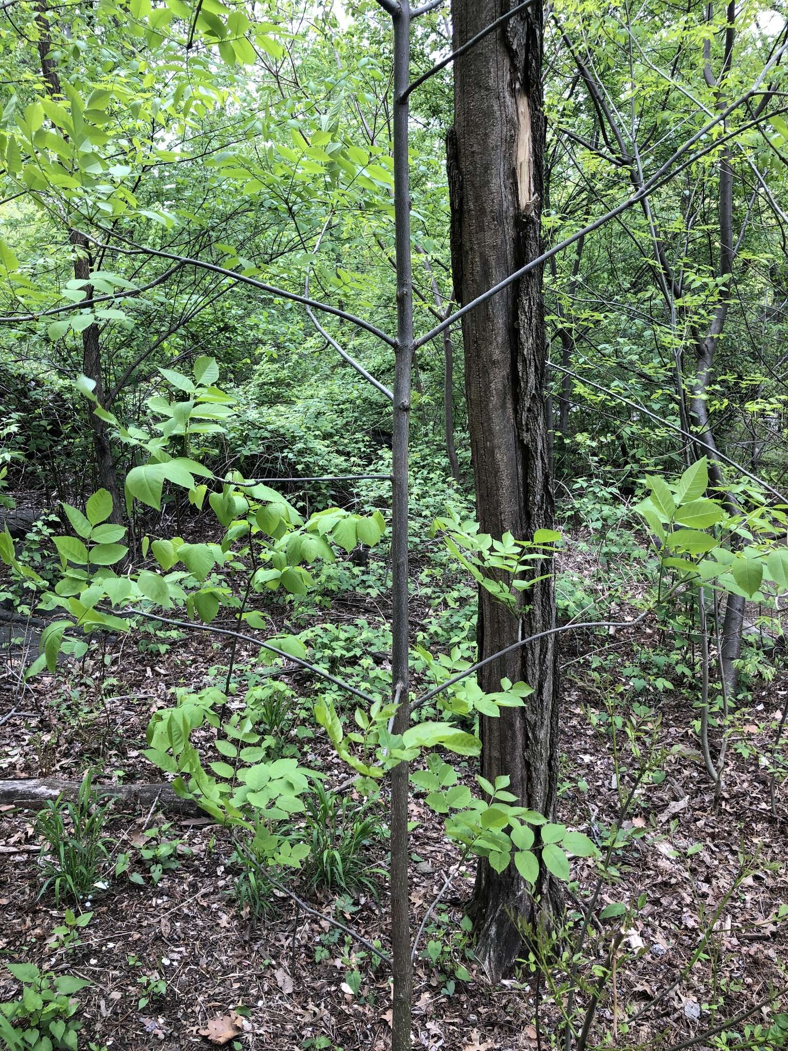 Image of bee-bee tree