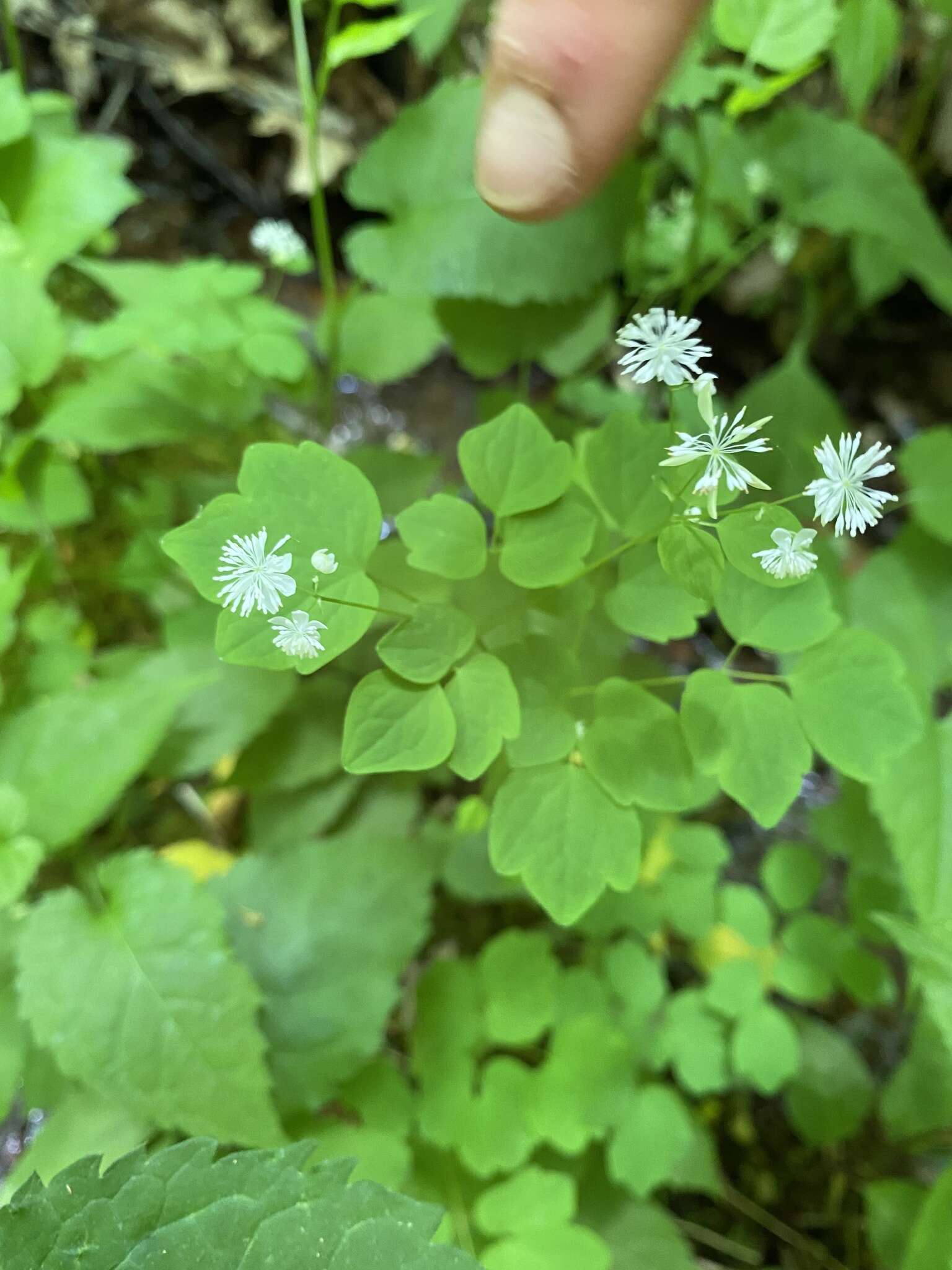 Image of Mountain Meadow-Rue