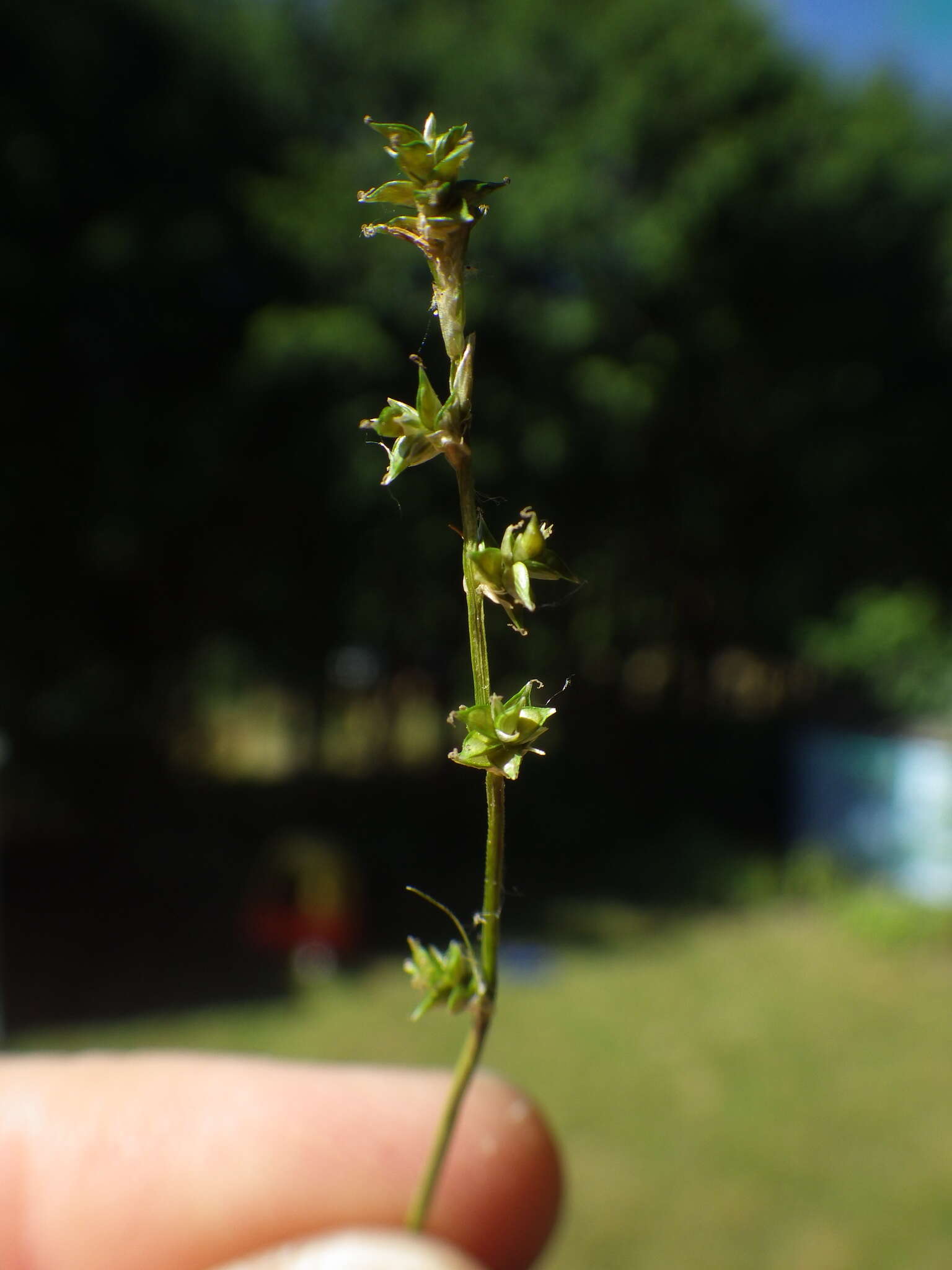 Image of Weak Stellate Sedge