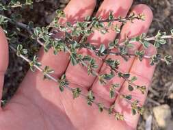 Image of Ceanothus bolensis S. Boyd & J. E. Keeley