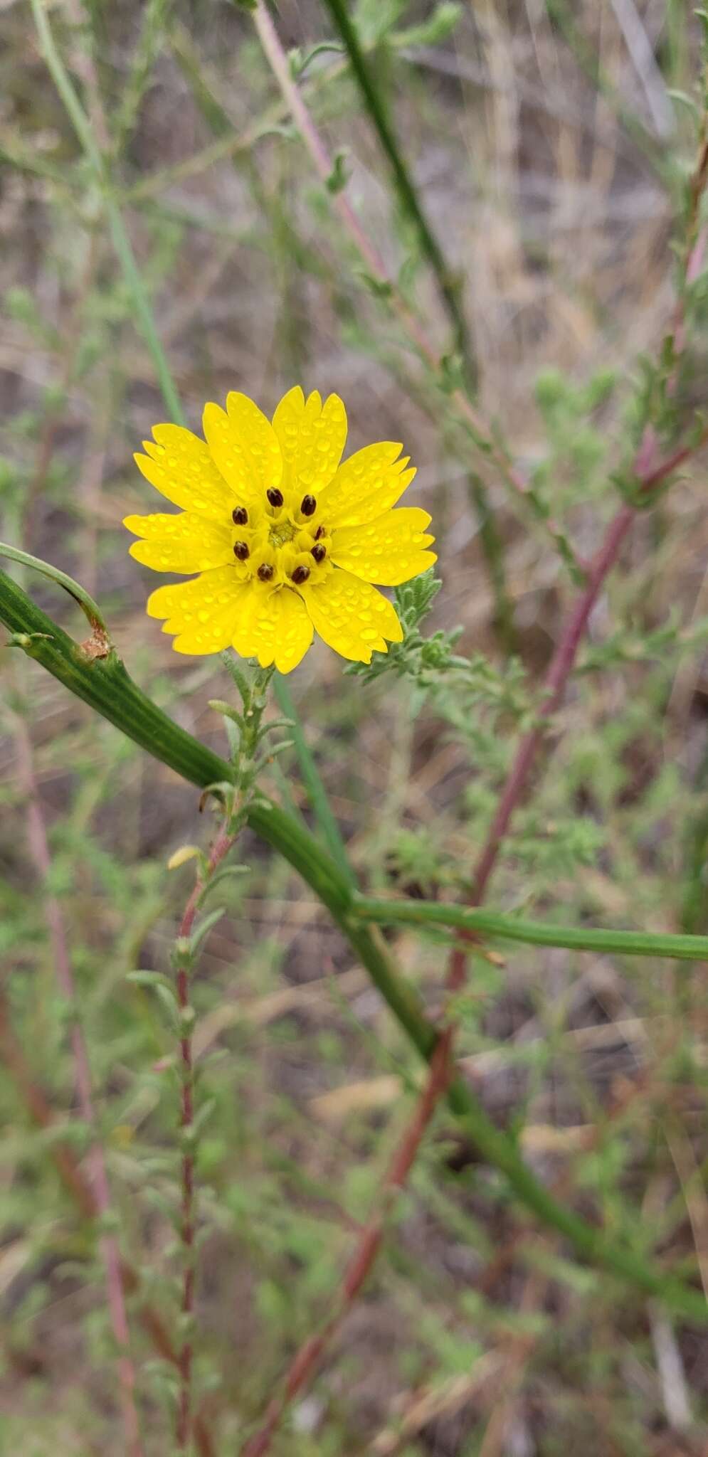 Image of San Diego Moonshine-Daisy