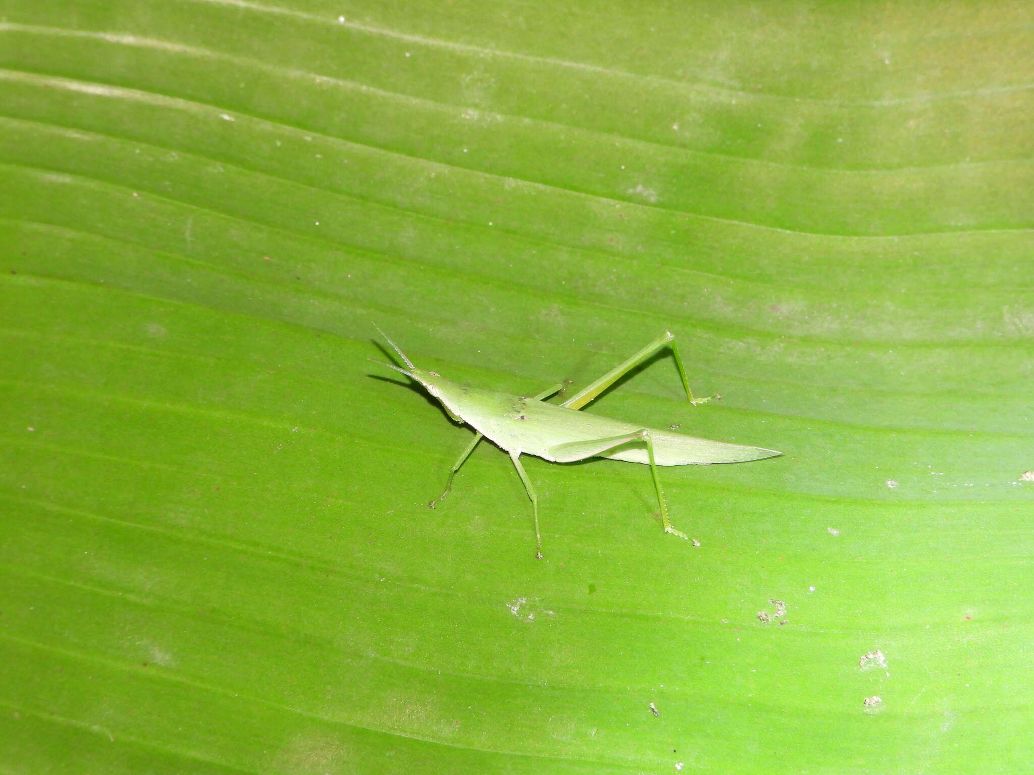 Image de Atractomorpha sinensis Bolívar & I. 1905