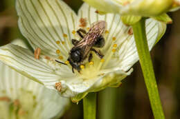 Image of Andrena parnassiae Cockerell 1902