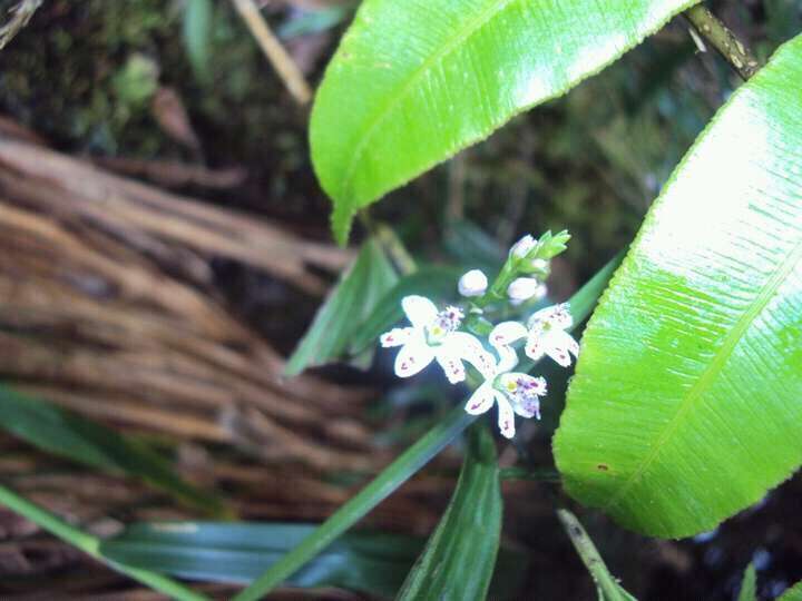 Imagem de Epidendrum fimbriatum Kunth