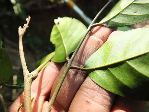 Image of Actinodaphne bourdillonii Gamble