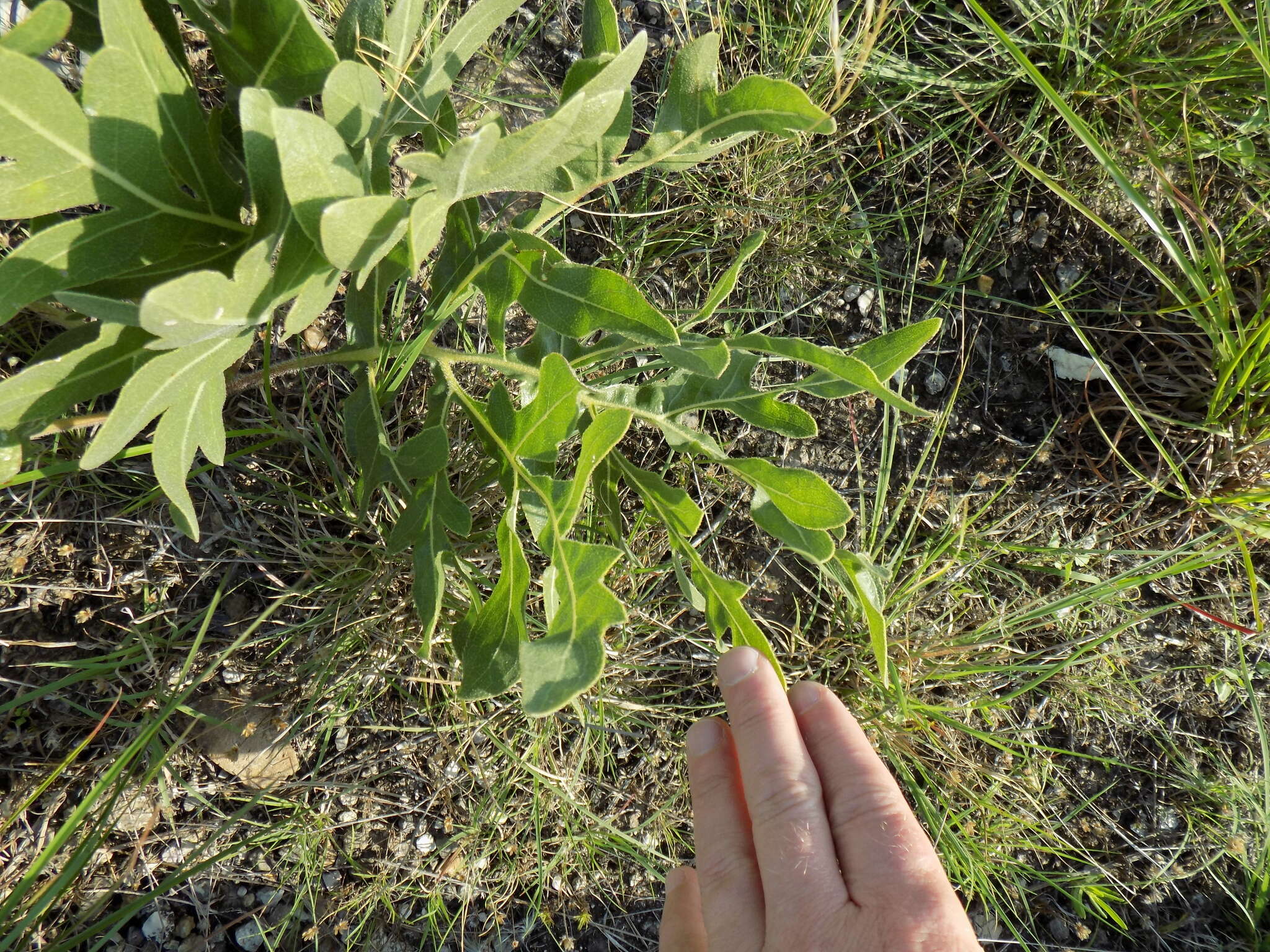 Image de Silphium albiflorum A. Gray