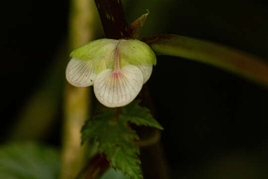 Image of Begonia oxyloba Welw. ex Hook. fil.