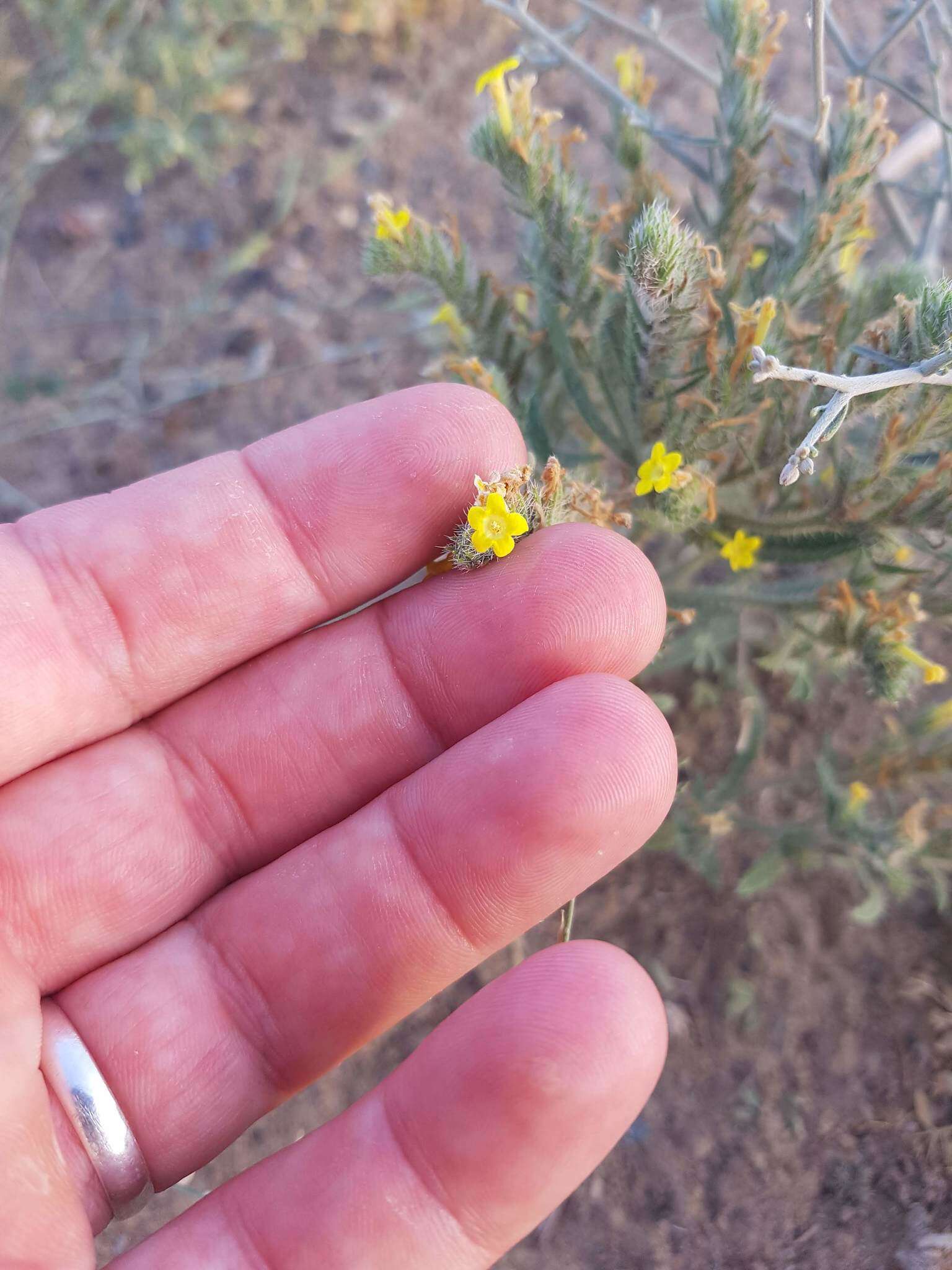 Слика од Arnebia hispidissima (Lehm.) DC.