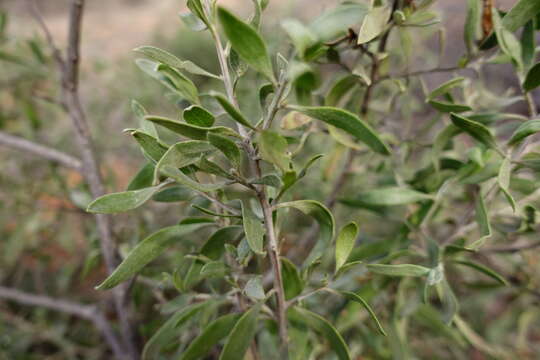 Image of Eremophila glabra subsp. glabra