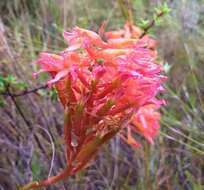 Image de Disa ferruginea Sw.