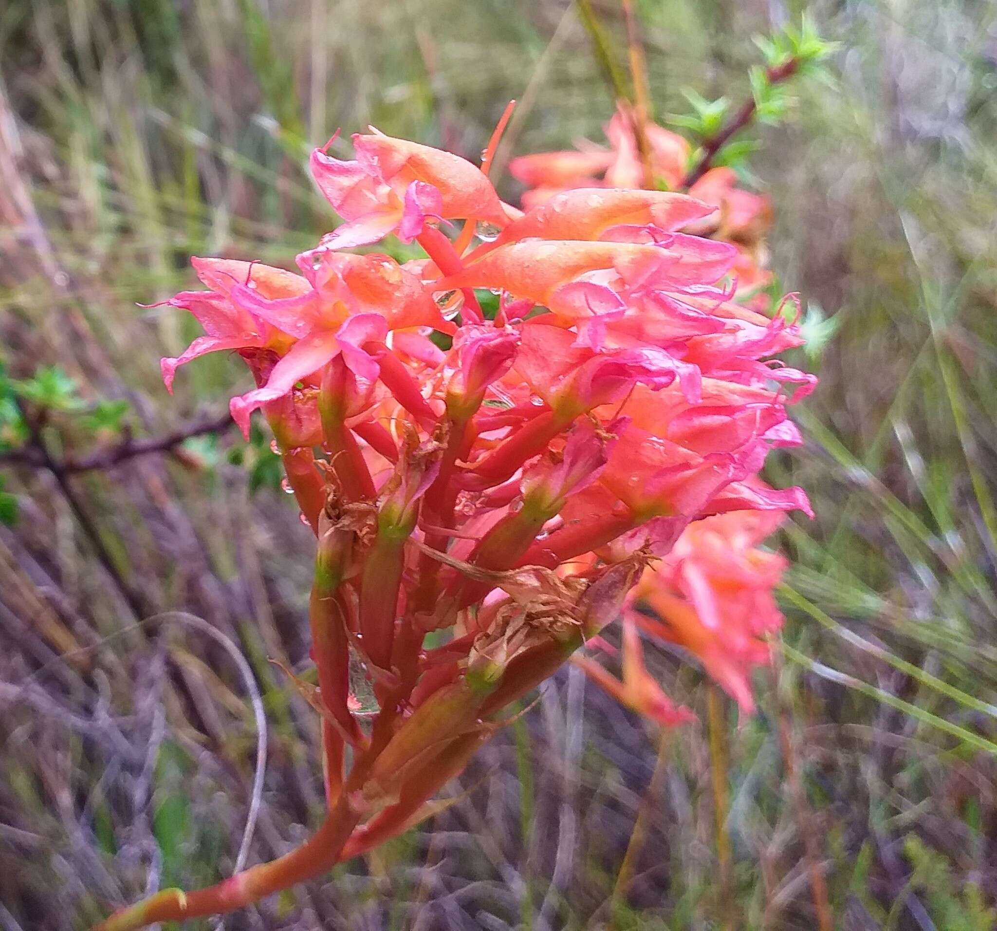 Image de Disa ferruginea Sw.