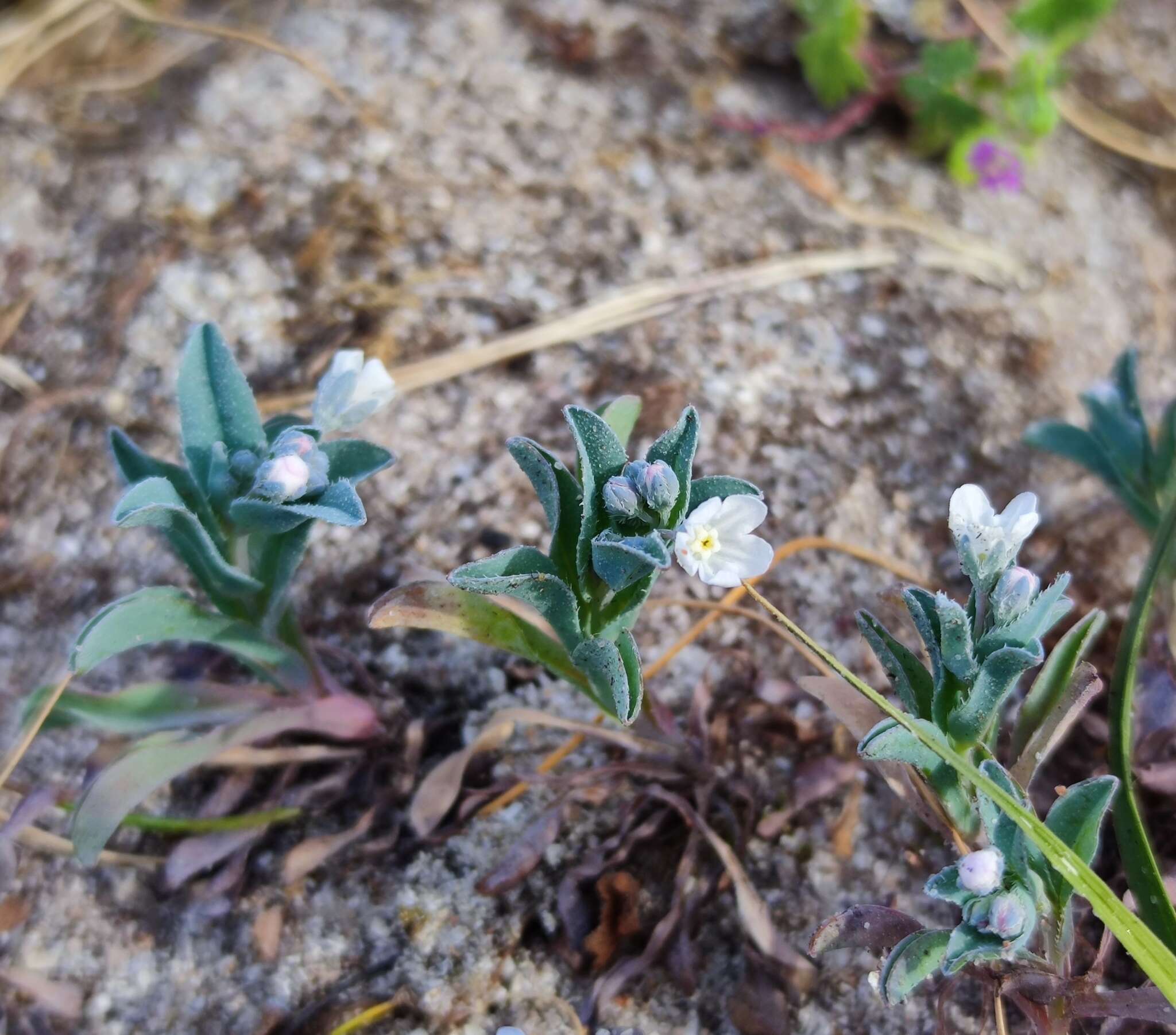 Image de Iberodes littoralis subsp. gallaecica (Laínz) Serrano, R. Carbajal & S. Ortiz