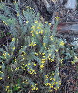 Слика од Schistostephium umbellatum (L. fil.) K. Bremer & C. J. Humphries