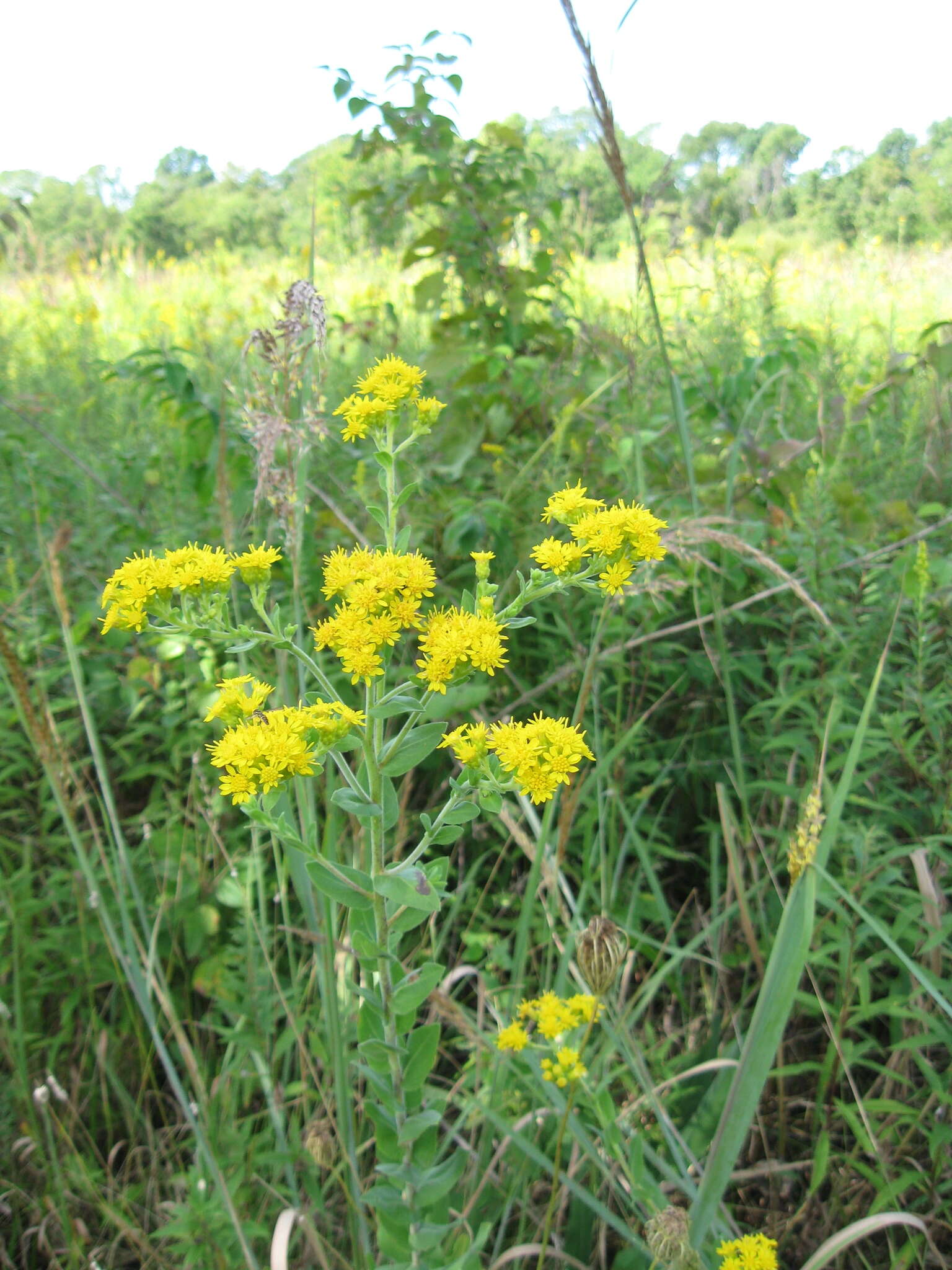 Слика од Solidago rigida L.