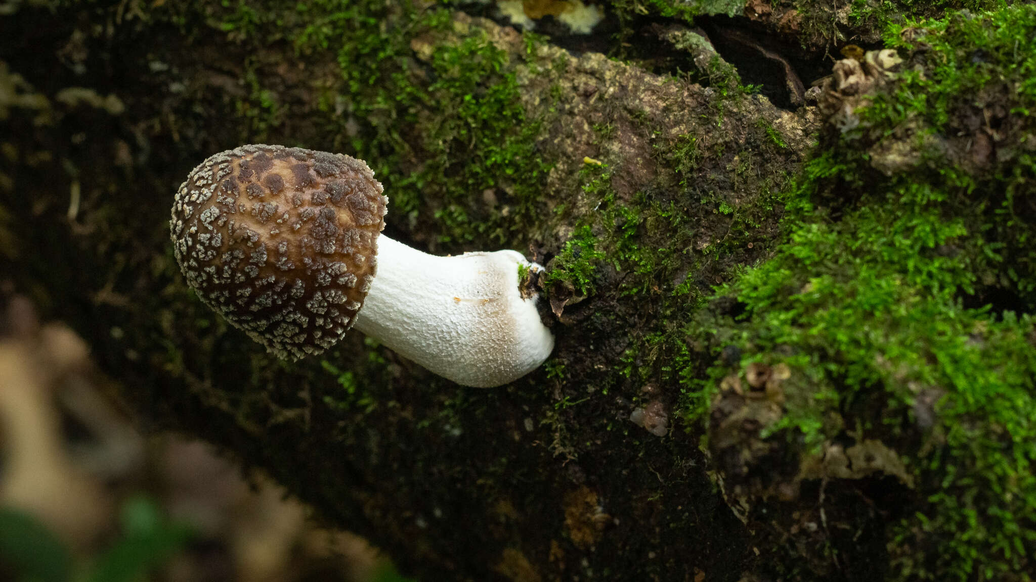 Oudemansiella cubensis (Berk. & M. A. Curtis) R. H. Petersen 2010 resmi