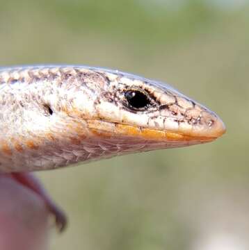 Plancia ëd Plestiodon egregius lividus Mount 1965