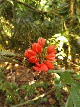 Слика од Paullinia turbacensis Kunth