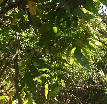 Image de Juglans californica S. Wats.