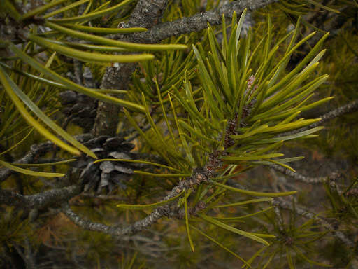 Image of jack pine