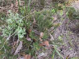 صورة Banksia bipinnatifida subsp. multifida (A. S. George) A. R. Mast & K. R. Thiele