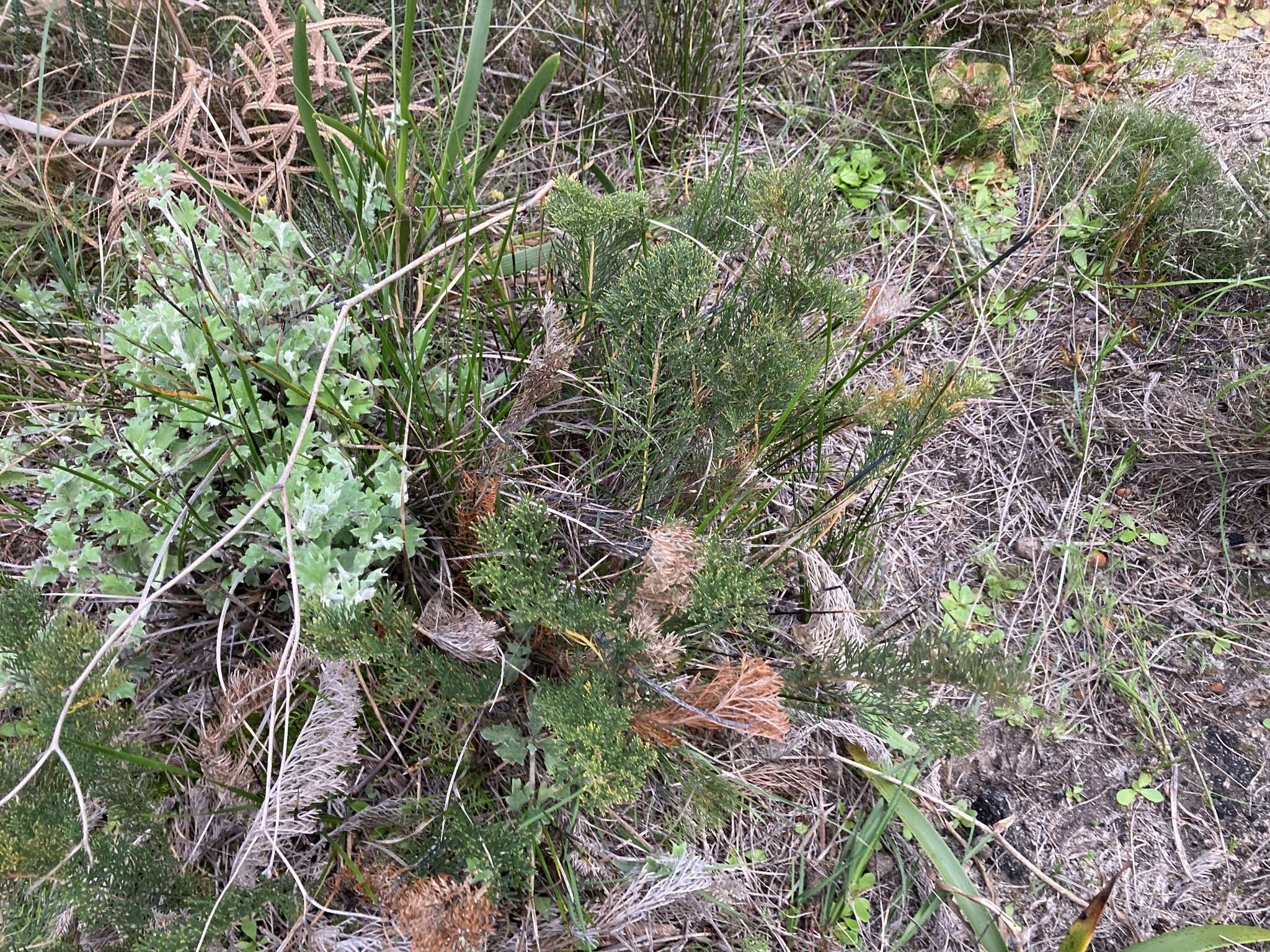 Image of Banksia bipinnatifida subsp. multifida (A. S. George) A. R. Mast & K. R. Thiele