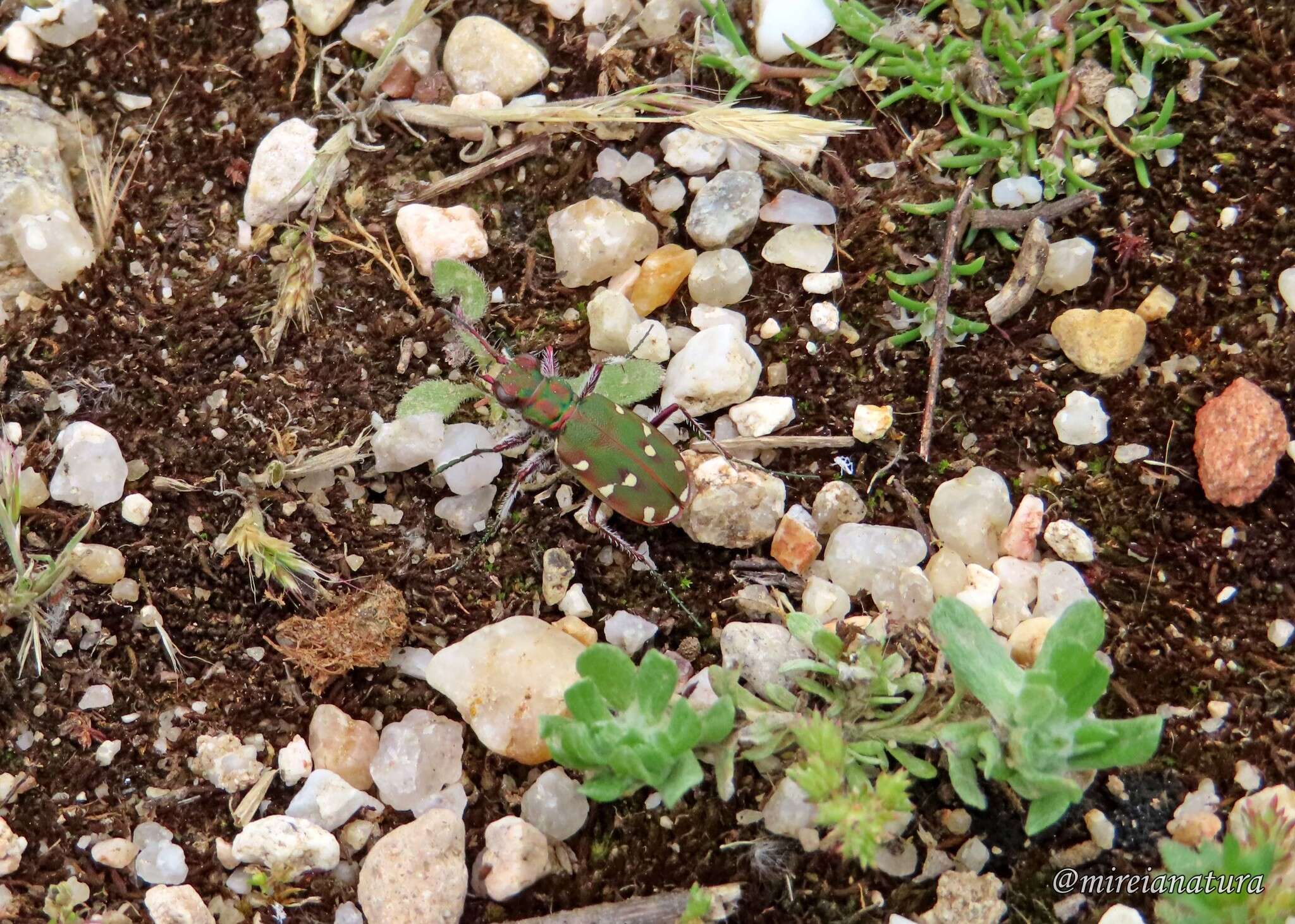 Image of Cicindela (Cicindela) maroccana Fabricius 1801