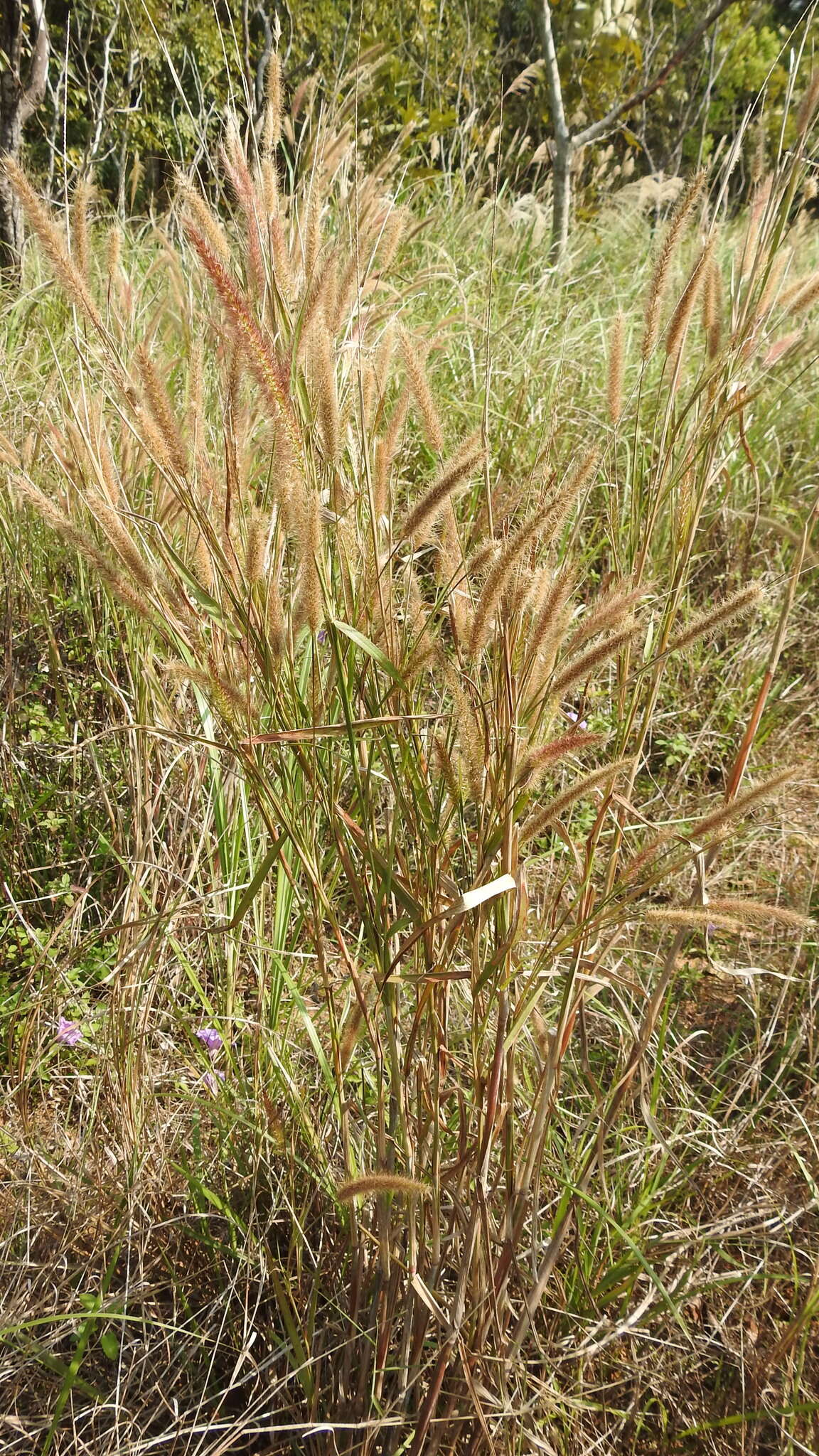 Sivun Cenchrus polystachios (L.) Morrone kuva