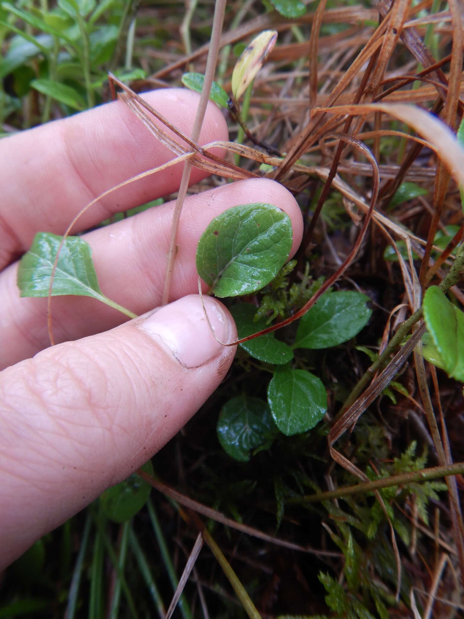 Image de Orthilia obtusata (Turcz.) H. Hara