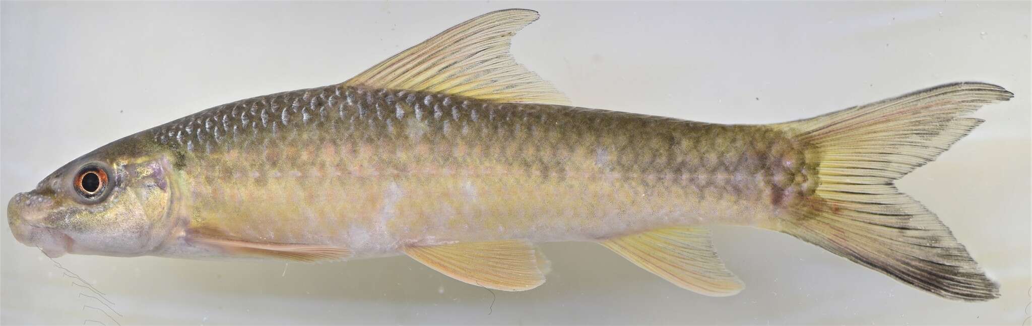 Image of African carp