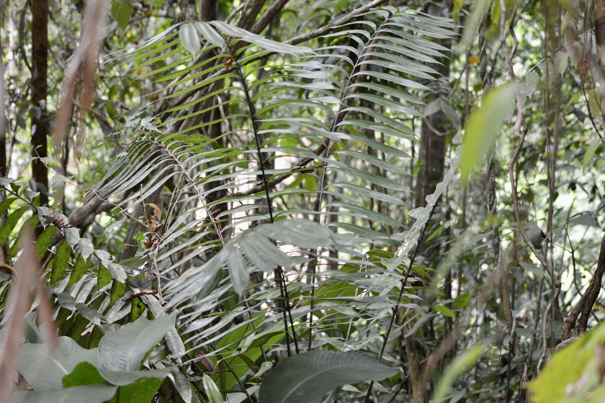 Image of Zamia fairchildiana L. D. Gómez