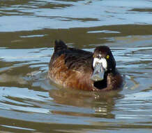 Image of Greater Scaup